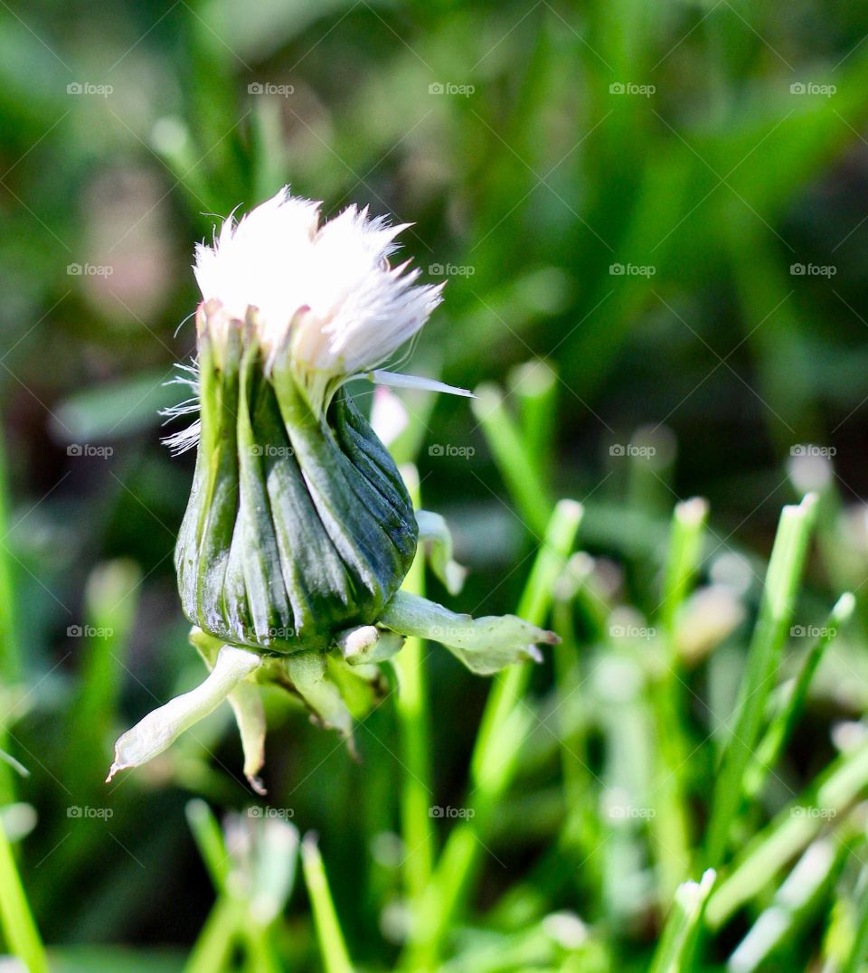 Dandelion Seed Bud