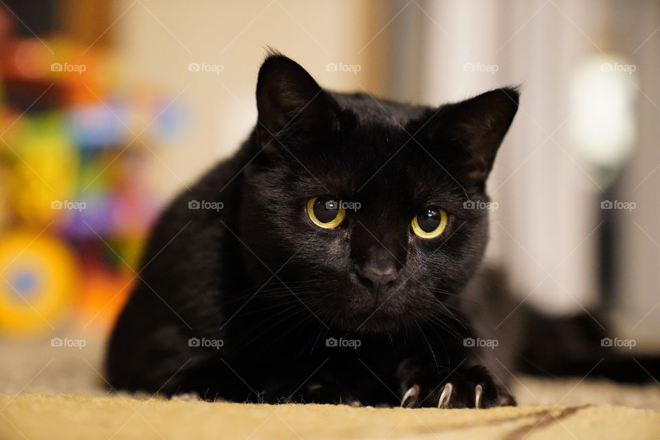 Black cat with green eyes and sharp nails