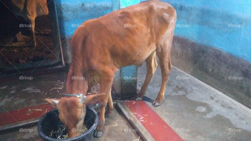 A cow bull's calf. India is often followed by cow for milk.