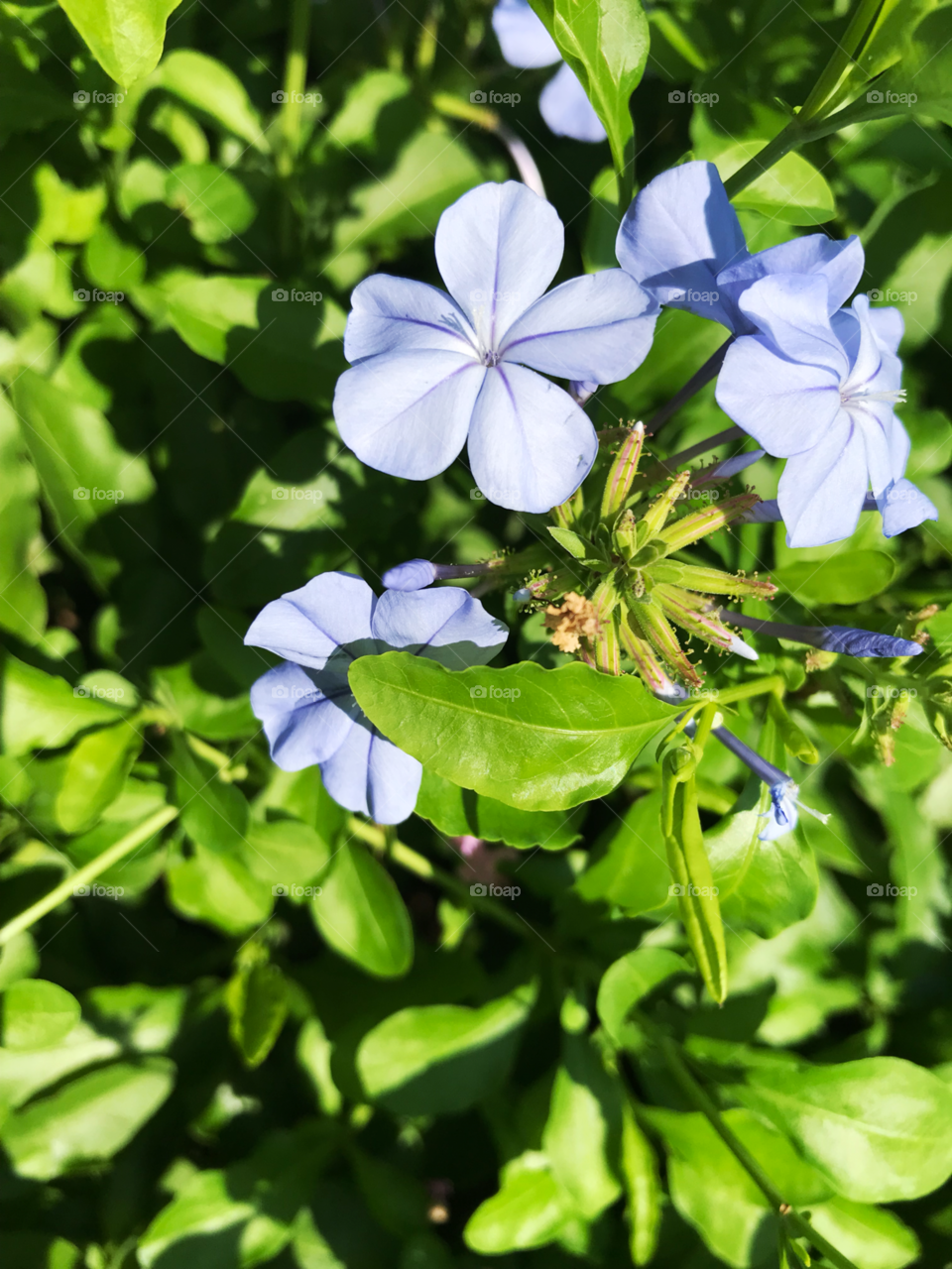 Blue flower power. 