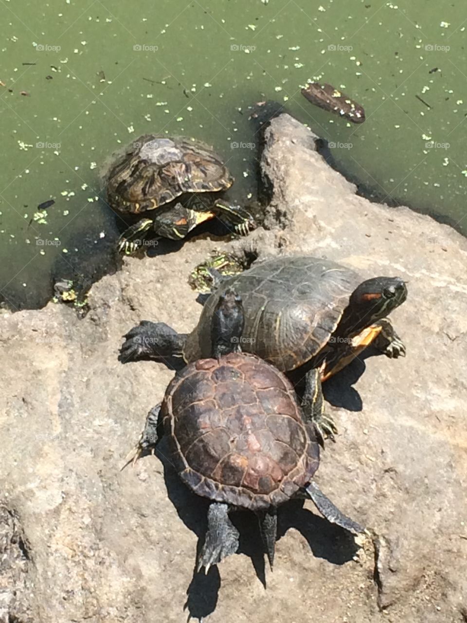 Three Turtles