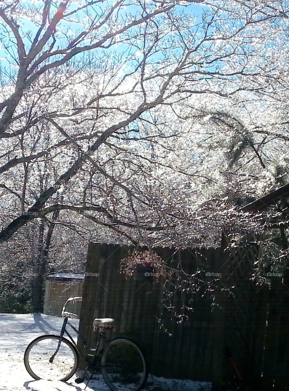 An icy cold January in South Georgia backyard, tree glistening I the morning sun, vintage bicycle in the foreground.