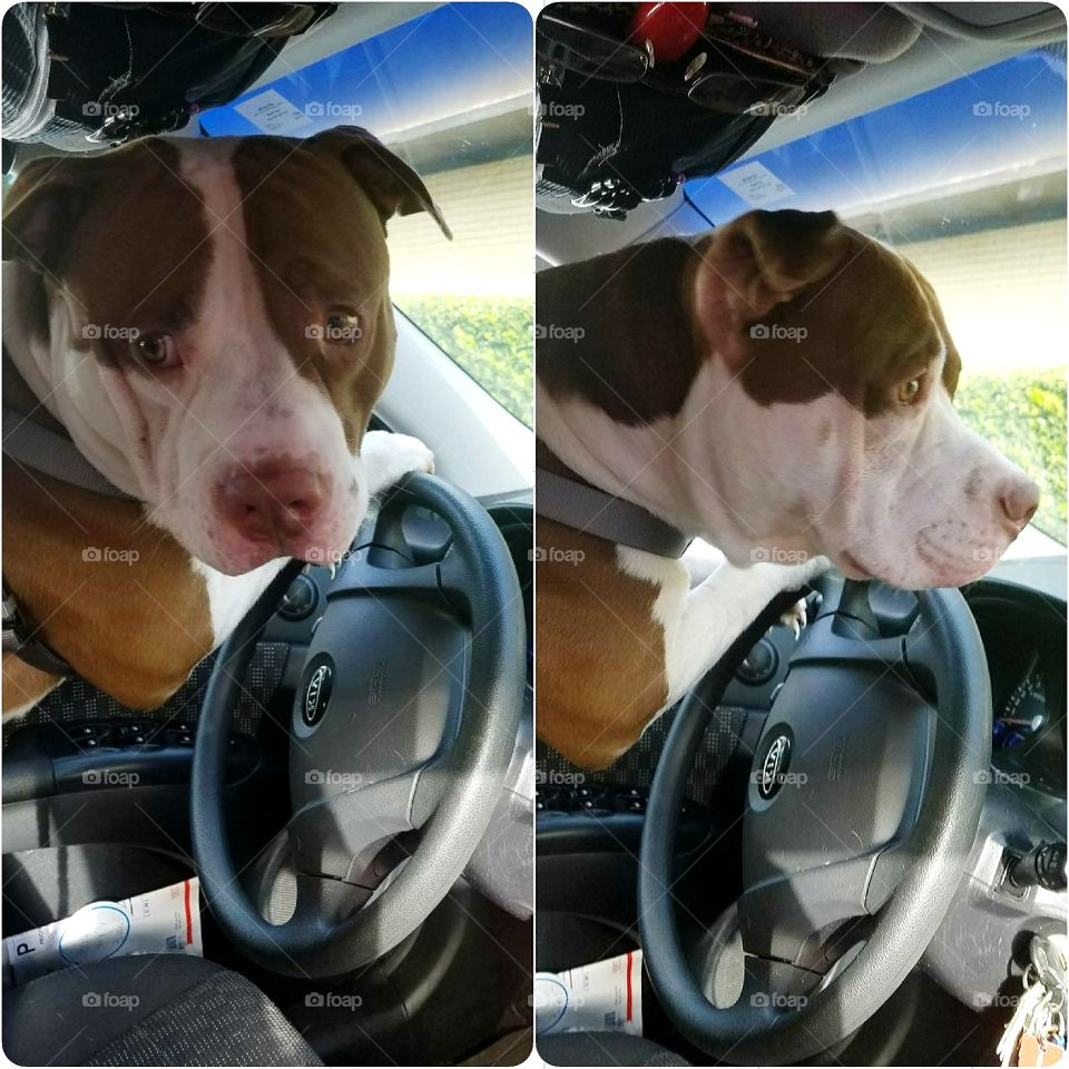 doggy driver