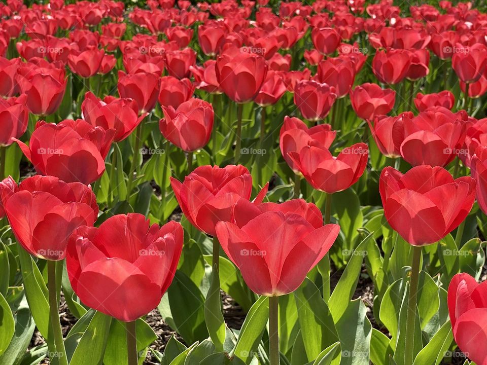 Bright red tulips
