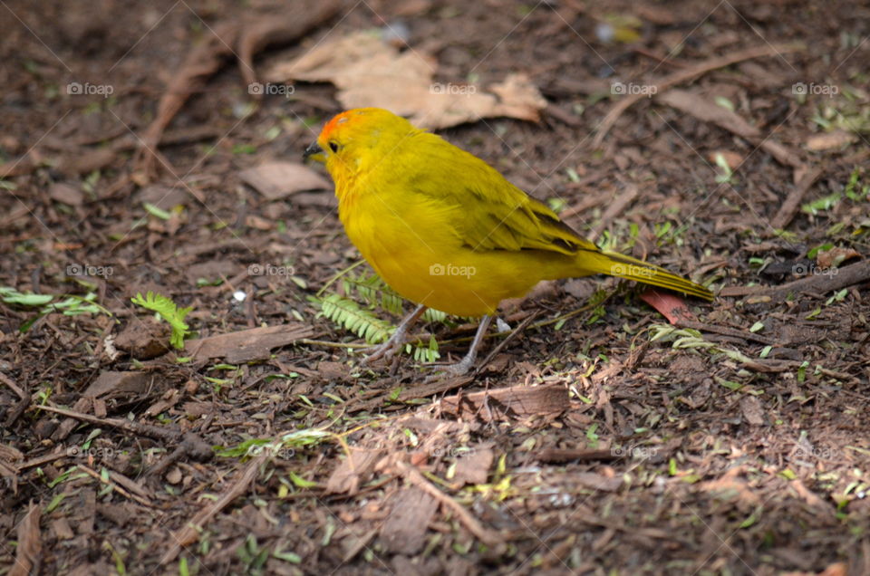 yellow bird