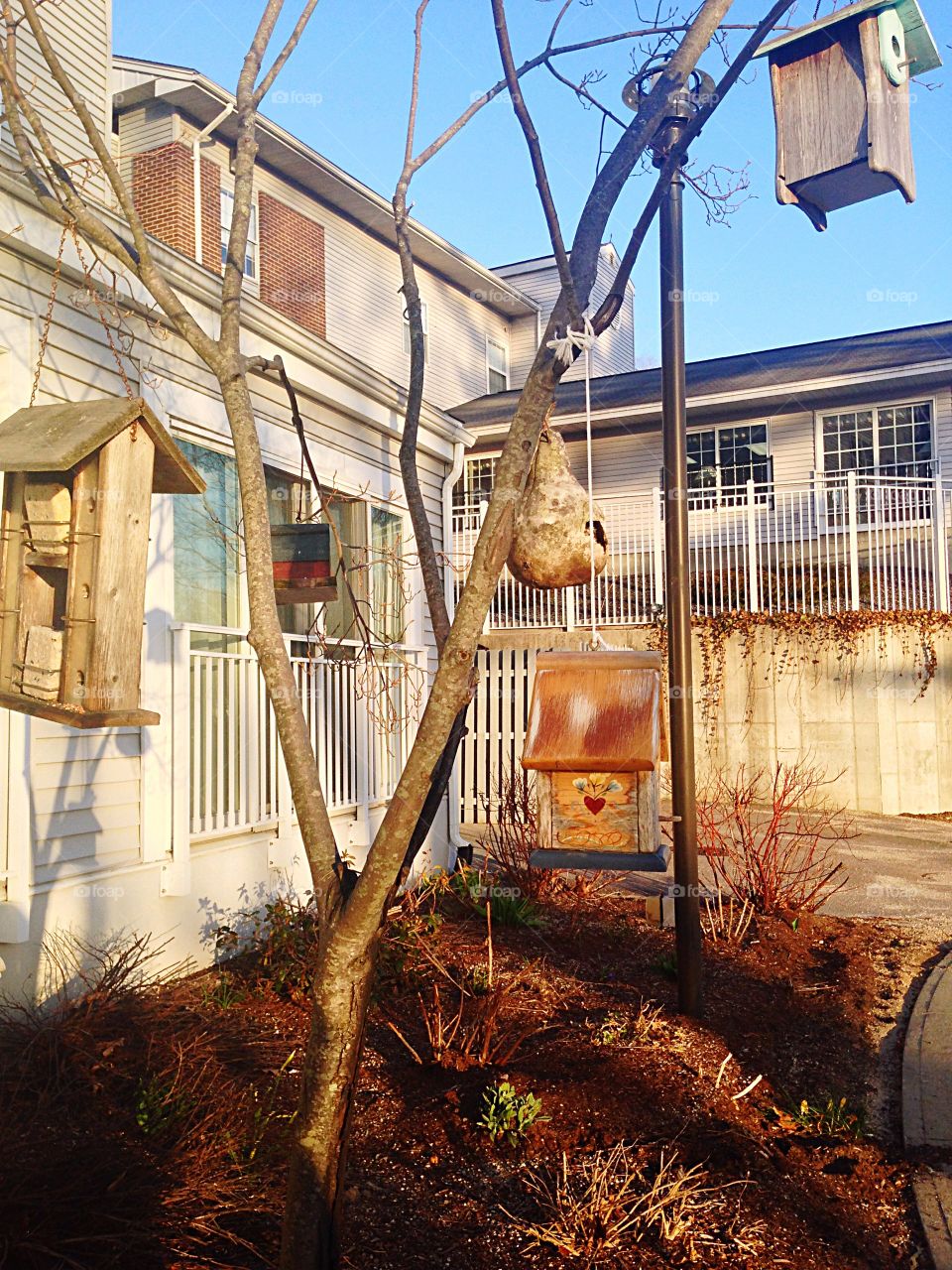 Birdwatching . Springtime landscape with a tree adorned with bird houses & bird feeders by the garden in front of the assisted living facility where my nana resides (Milford, MA)