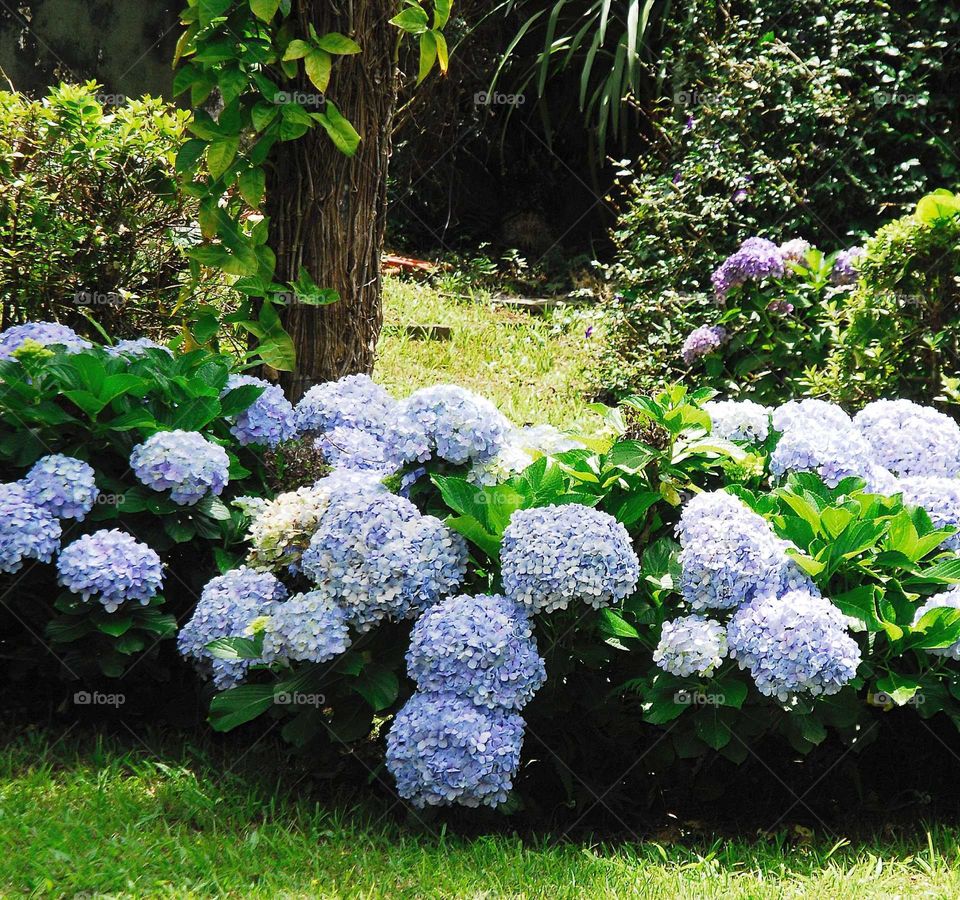 a special garden Full of blue hortensis