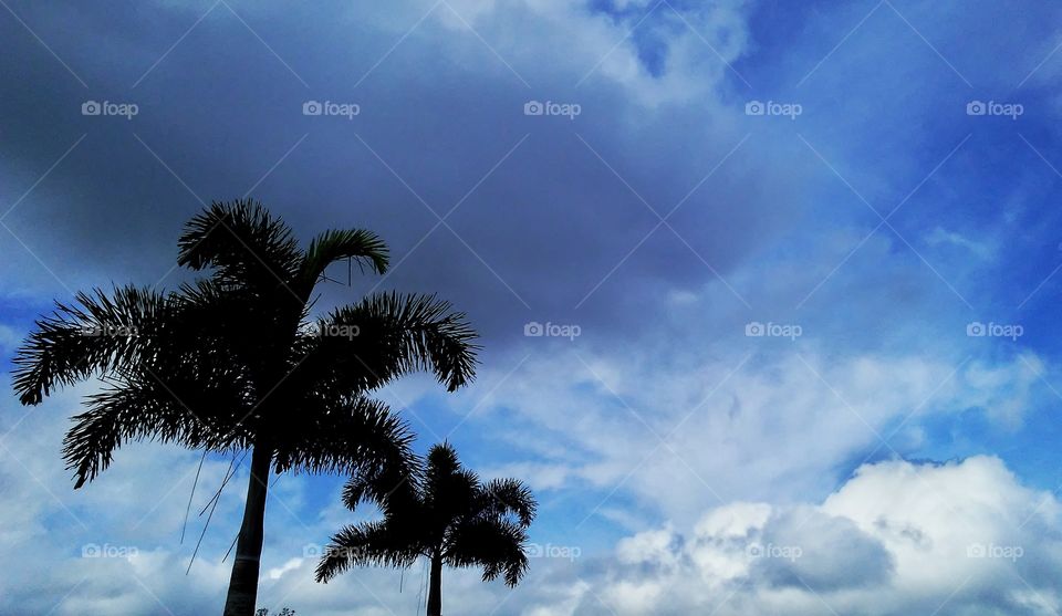 palms & sky