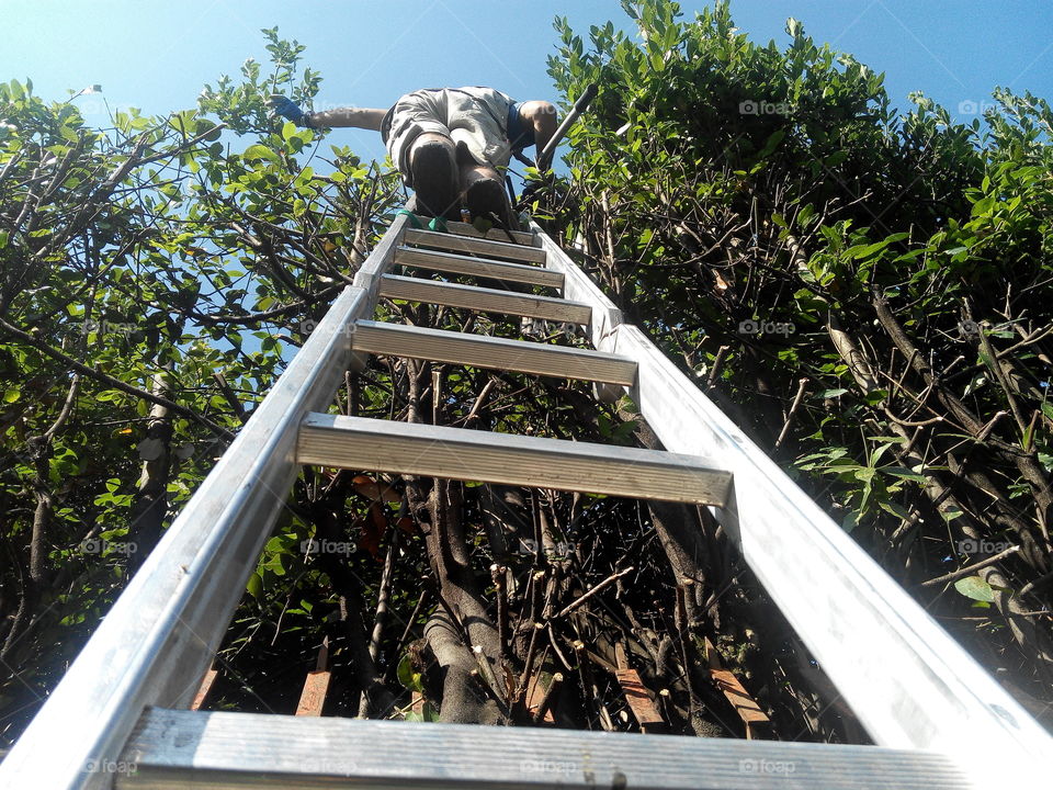 Travel, Wood, Tree, Nature, Step