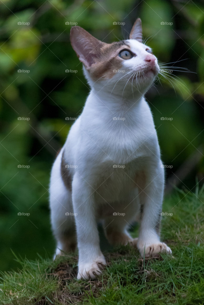 Kitty in Grass