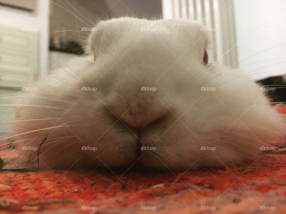 White rabbit face