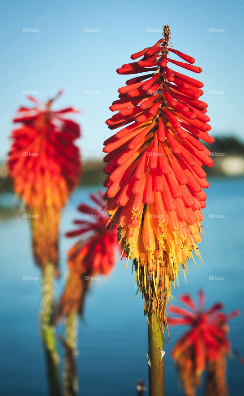 Red flowers by the lake