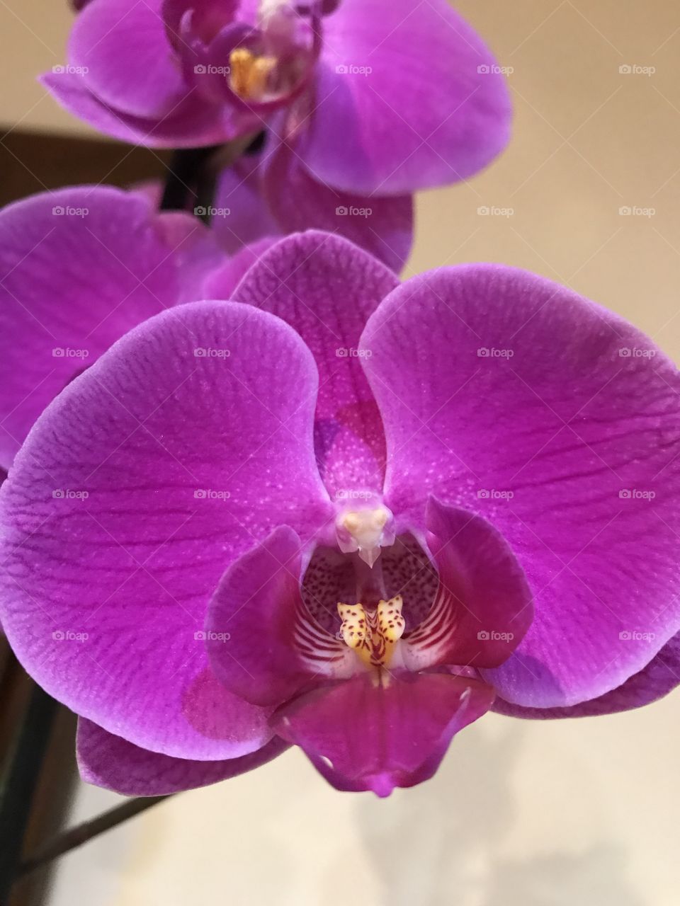 Orchid 