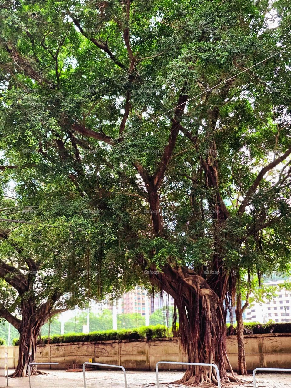 Banyan Tree