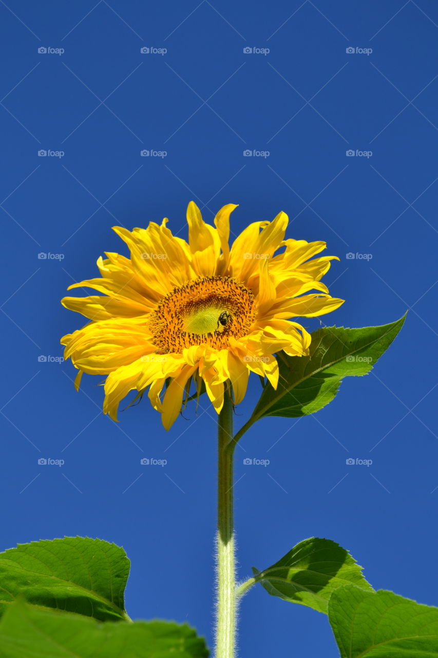 Sunflower and Bee