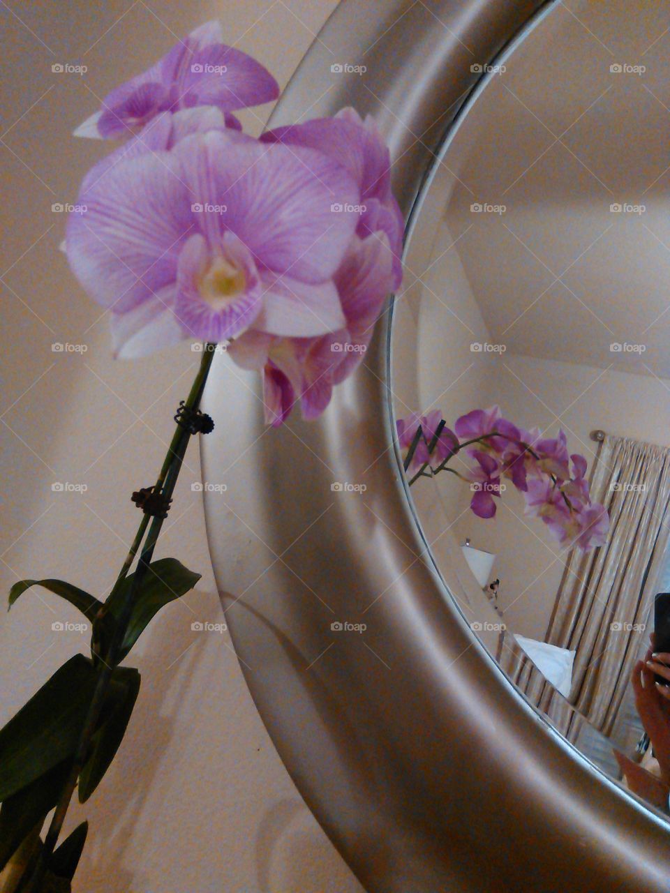 Purple Orchids. Random shot of some beautiful orchids