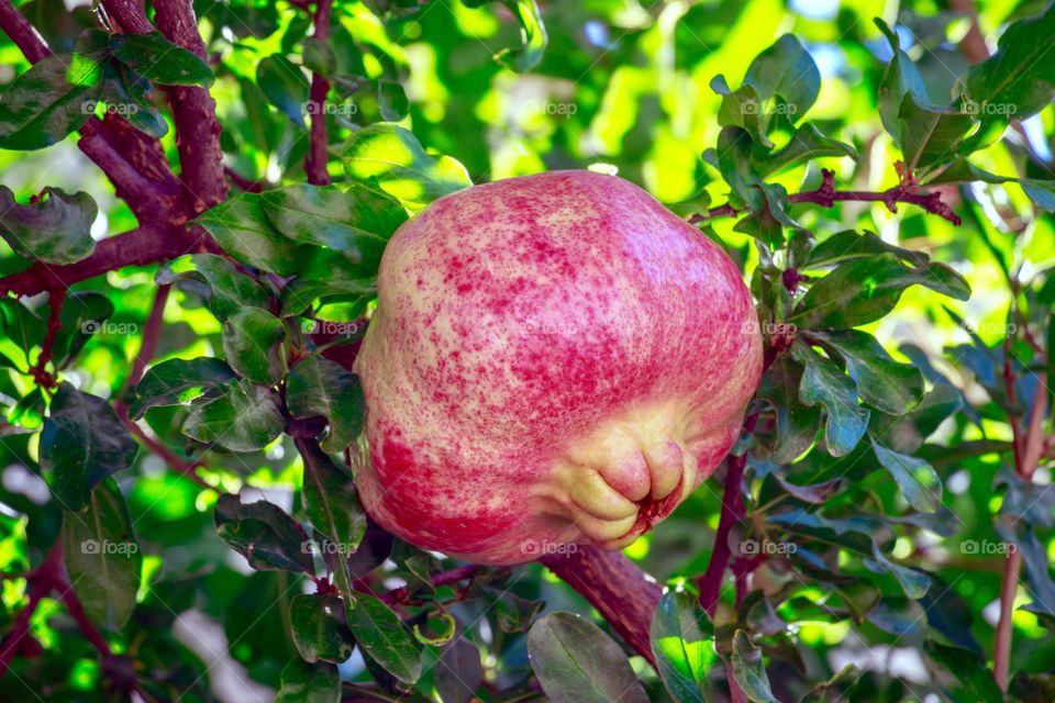 Pomegranate fruit and foliage