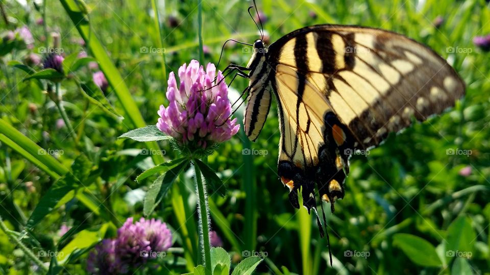 Nature, Butterfly, Summer, Flower, Insect