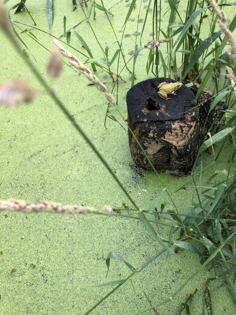 Algae covered toad on a stump in the swamp