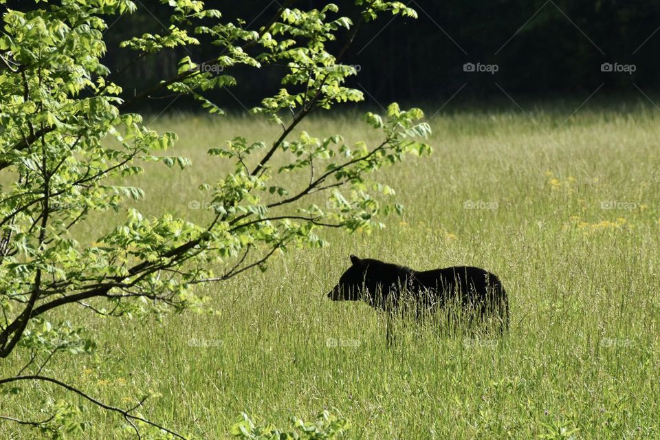 Meadow with a black bear wandering through it