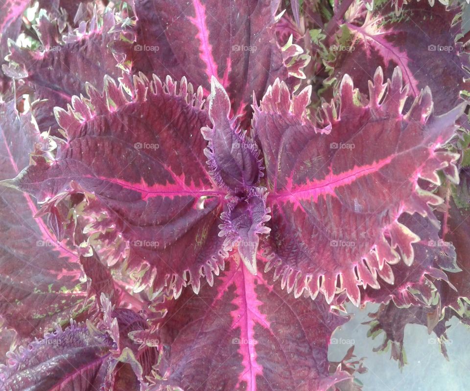 Decorative leaves during morning light looking so beautiful