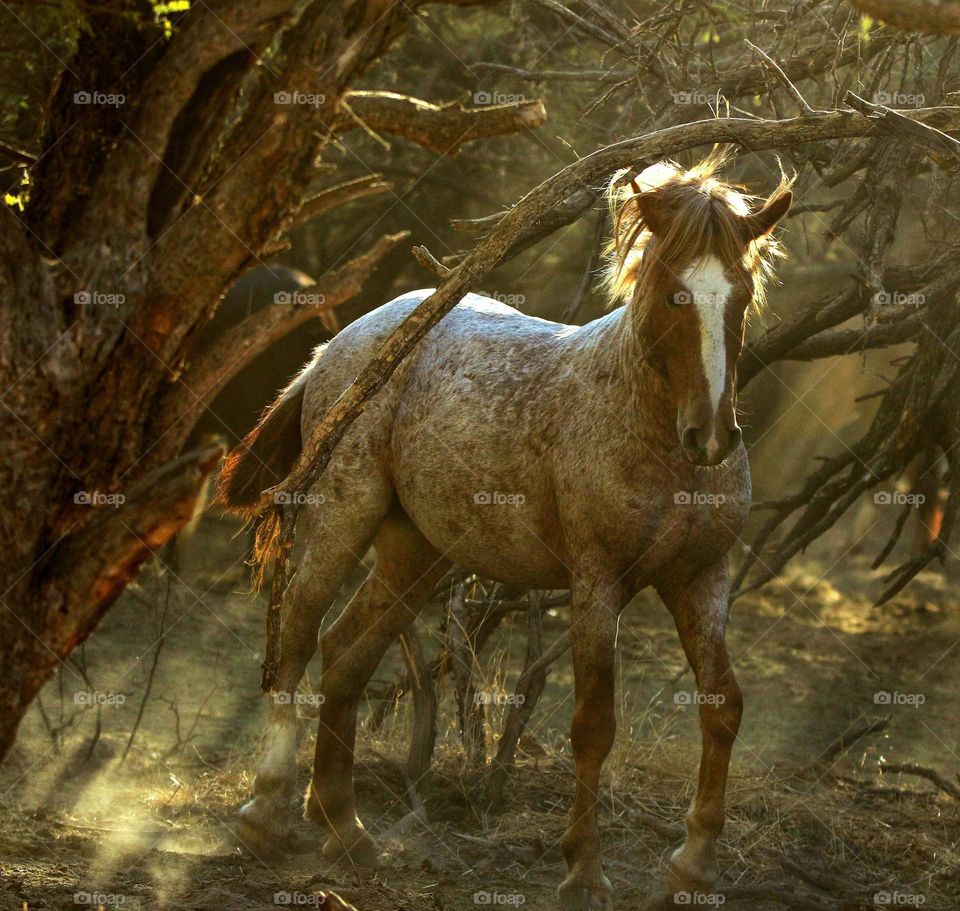 Wild Horse in the Forest