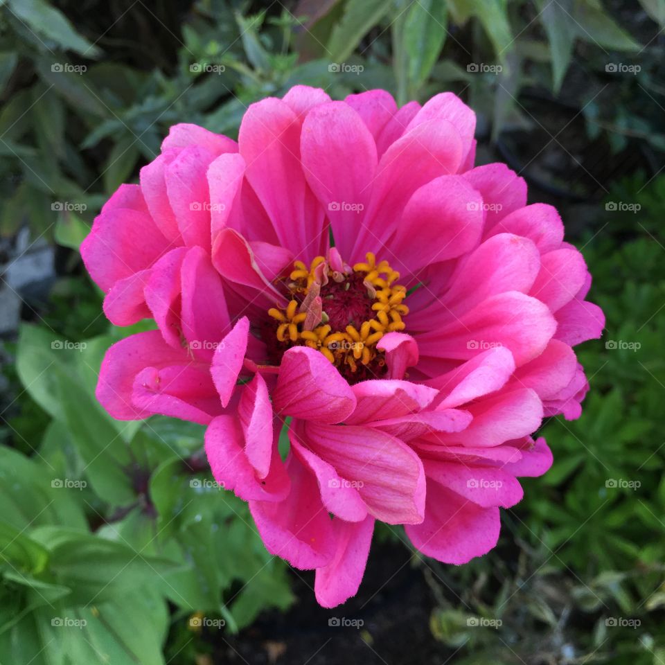 Pink Zinnia