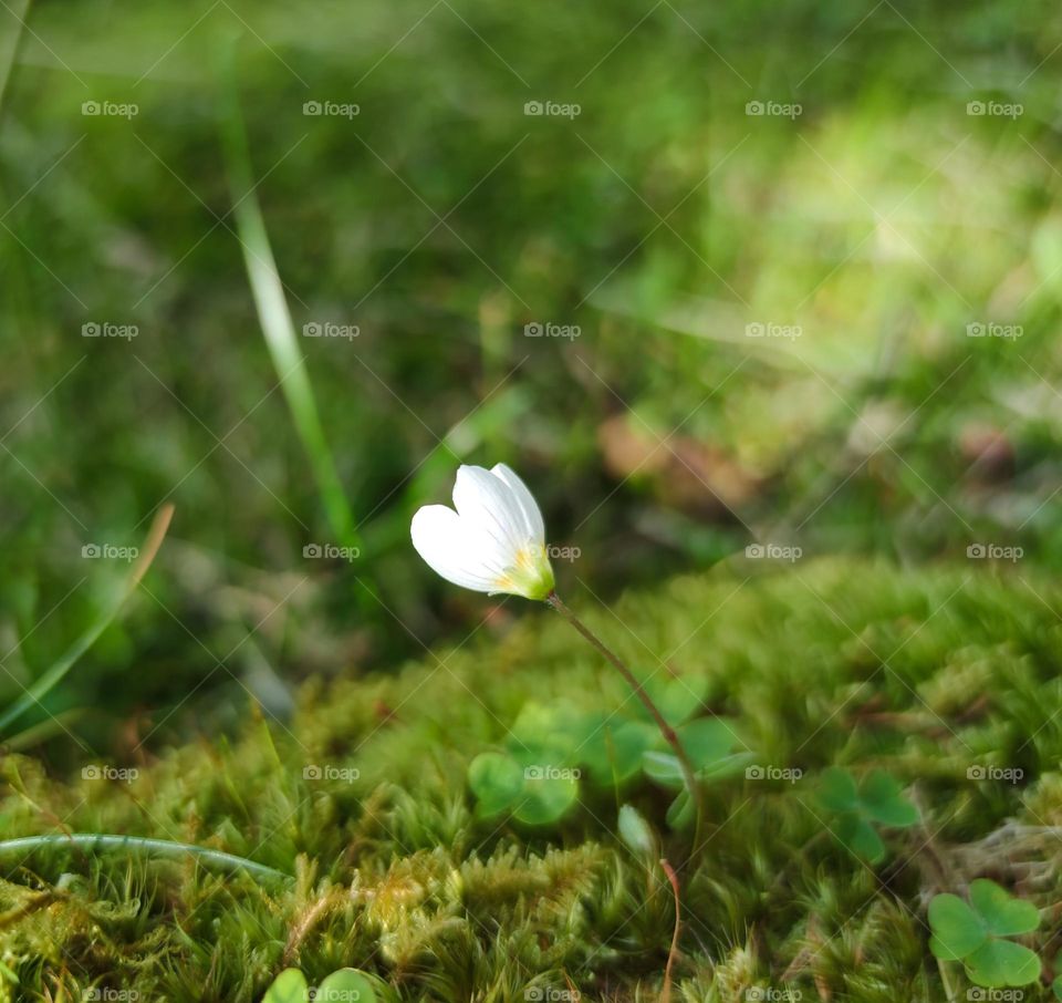 One white flower on focus