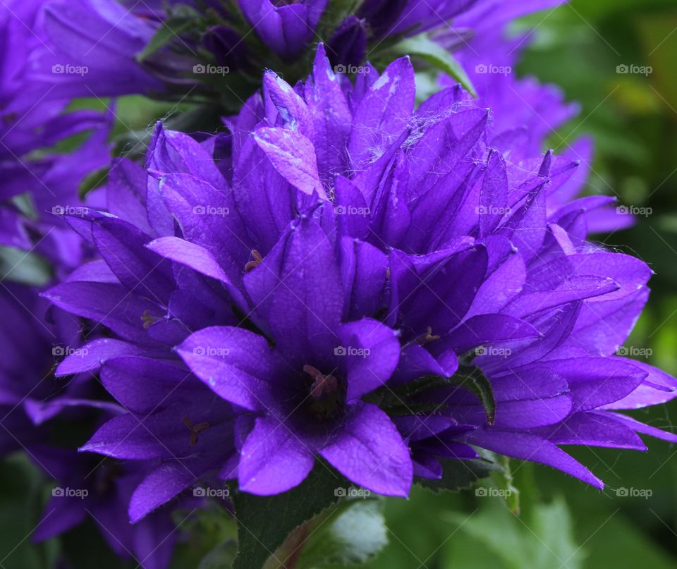 Purple flower blooming in the garden