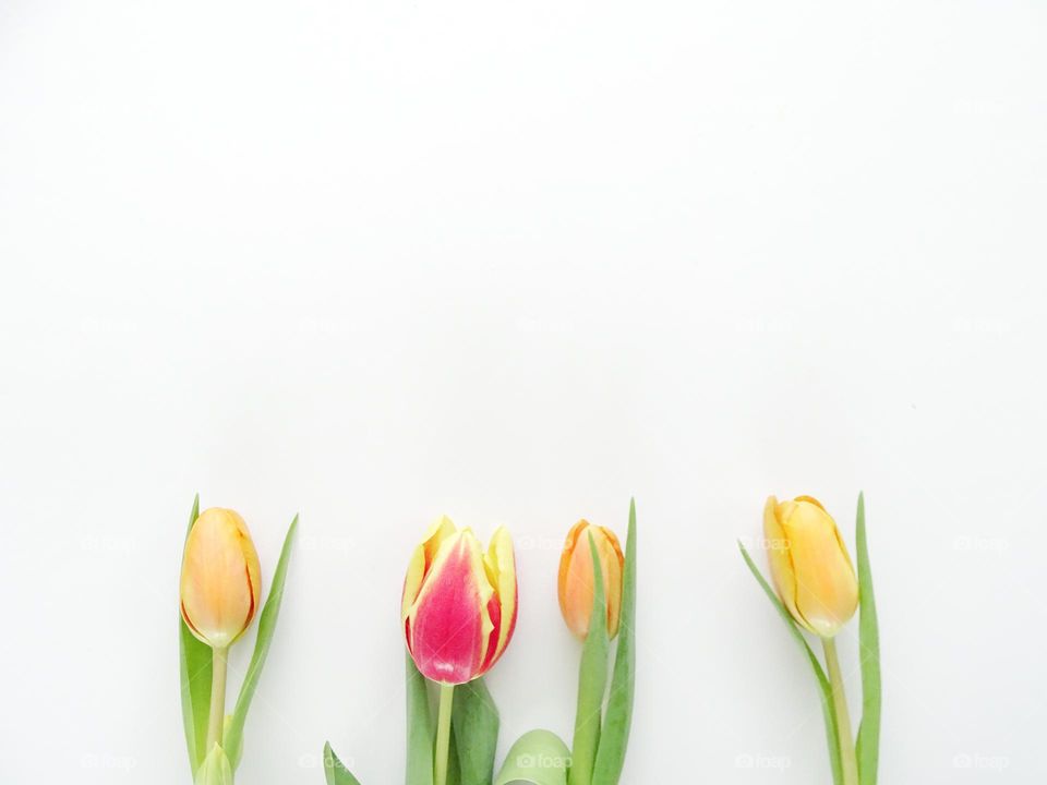 Colorful tulips