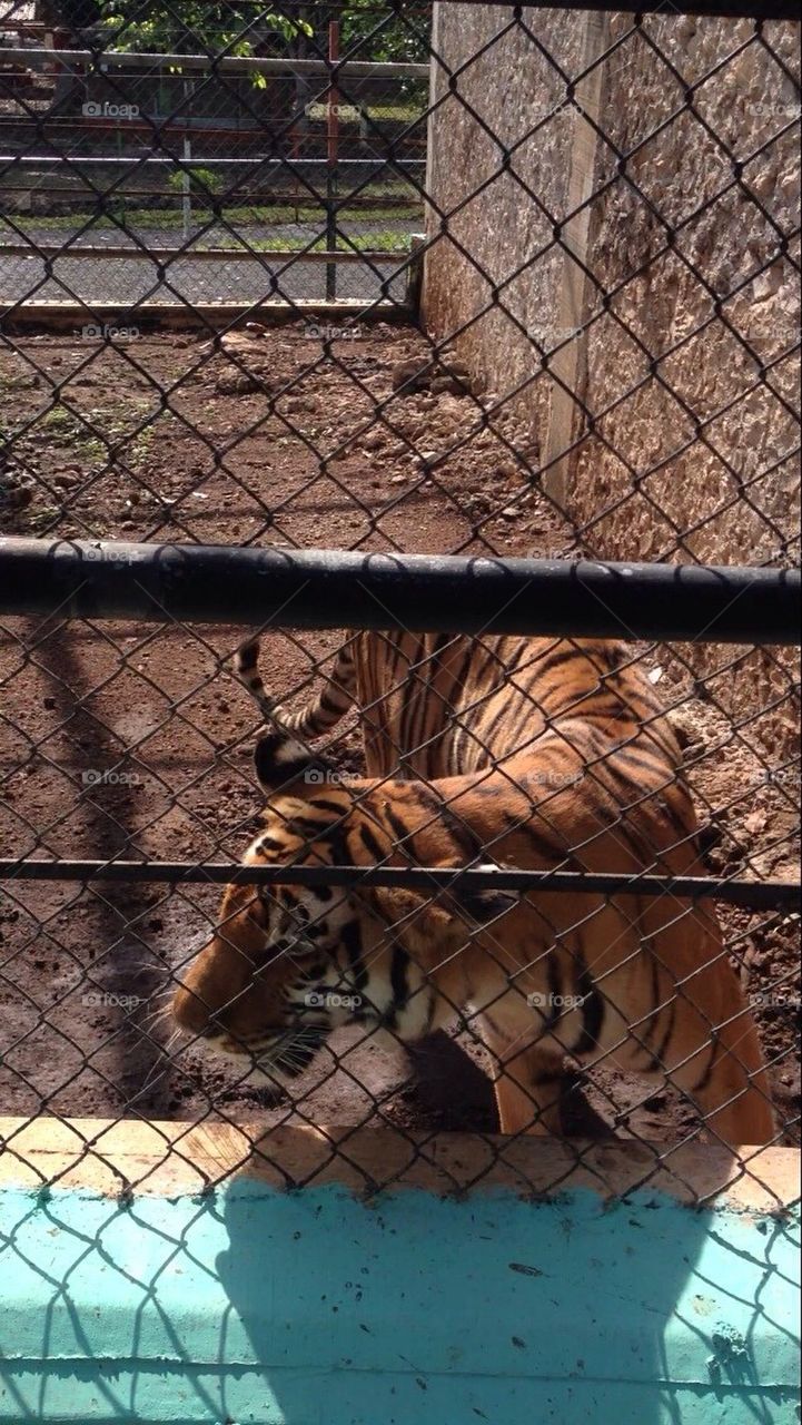 tiger zoo animals mexico by luisfo