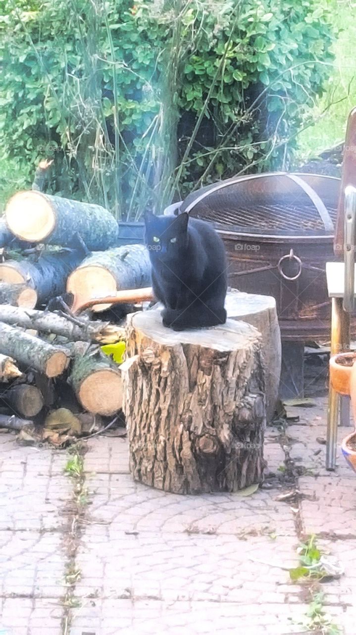 Log cat