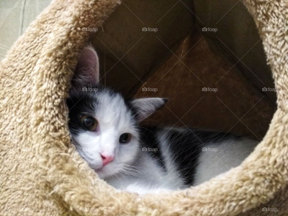 Cat in a cat house, relax, sweet, fur, portrait