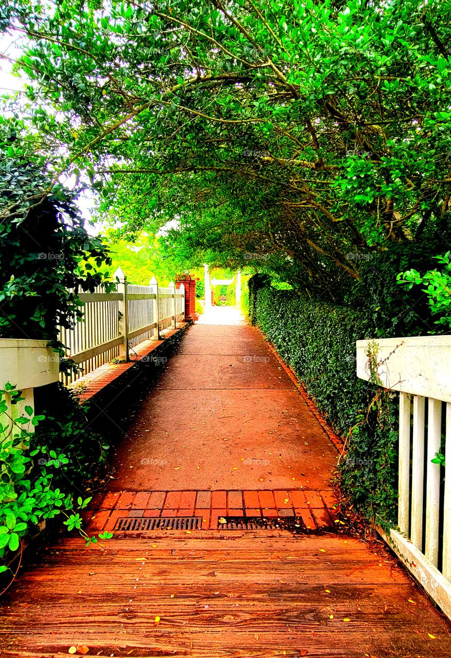 shady pathway