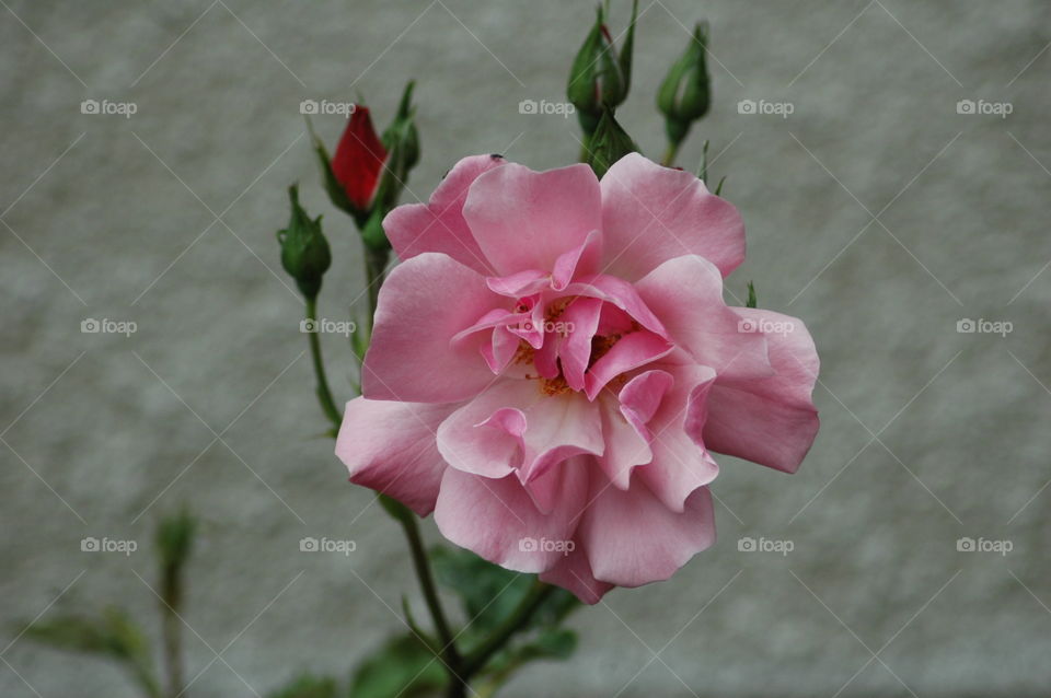 rose pink summer