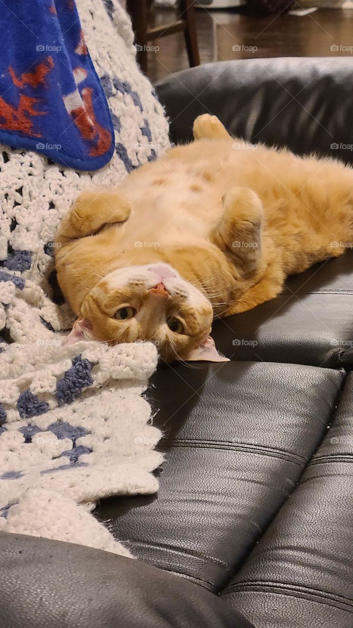 Orange Cat with spotted tummy
