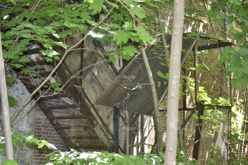 A crumbling rusty fire escape on a brick building surrounded by overgrown vegetation 