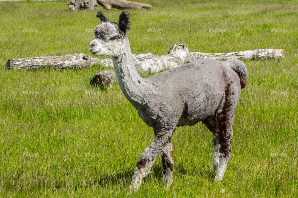 Grey rare naked alpacas
