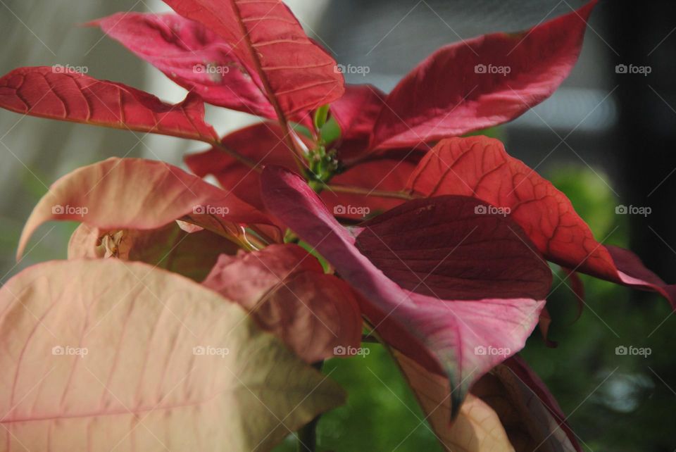 Euphorbia Pulcherrima✨