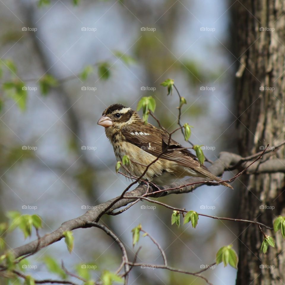 Female Rose Throated Grosbeak enjoying a beautiful spring day