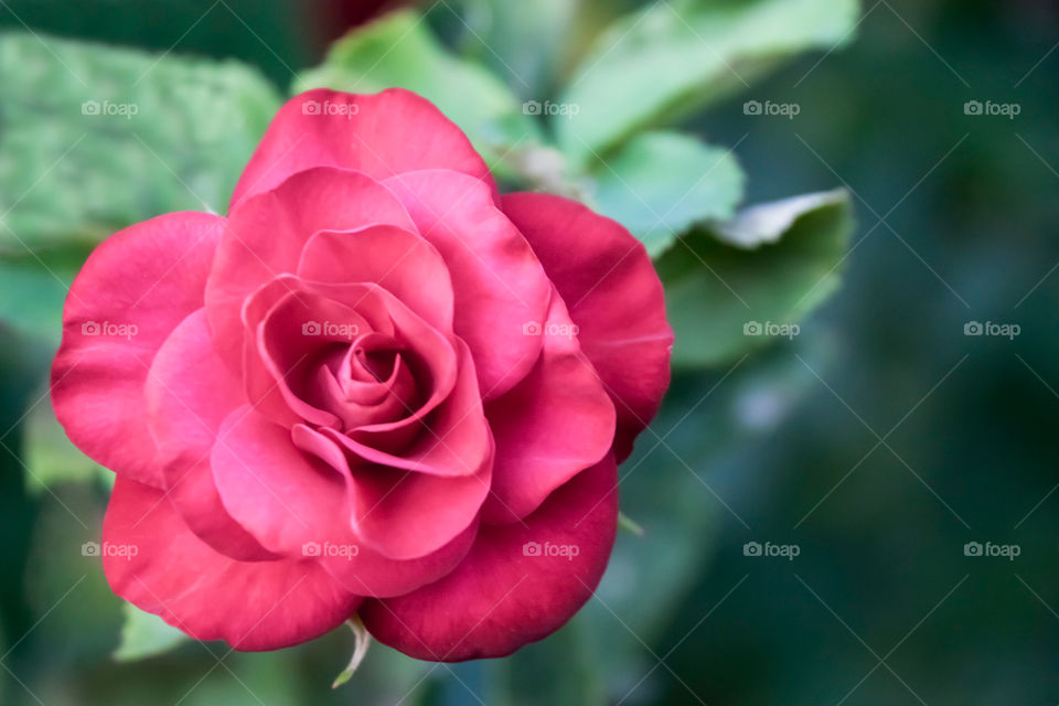 Red Rose Flower In Green Background