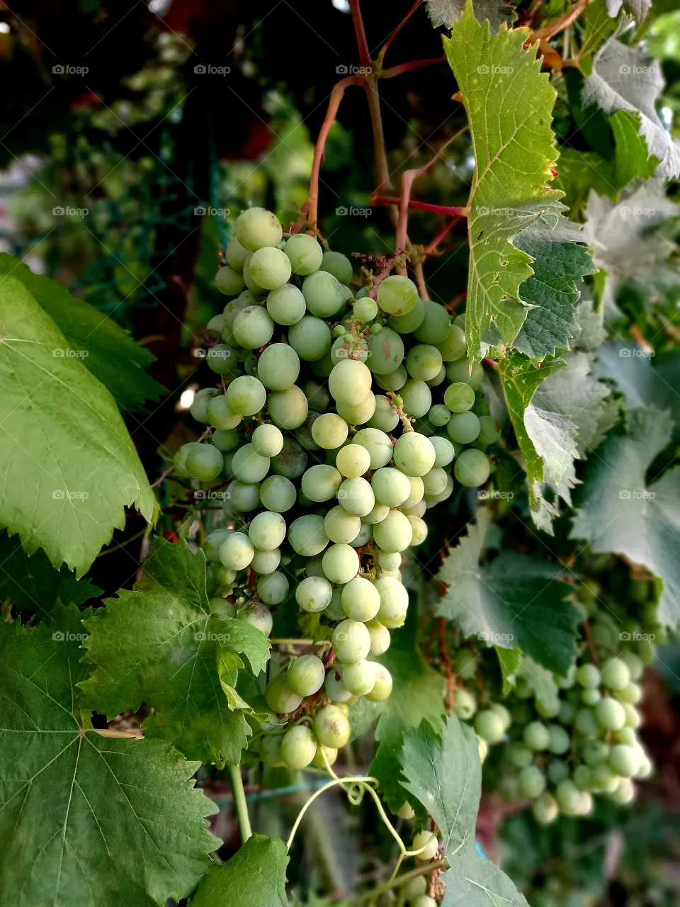 grapes