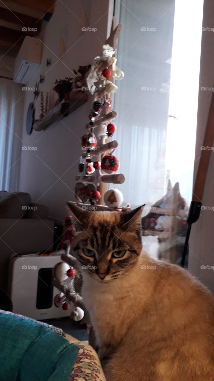 my cat Viola and our Christmas tree