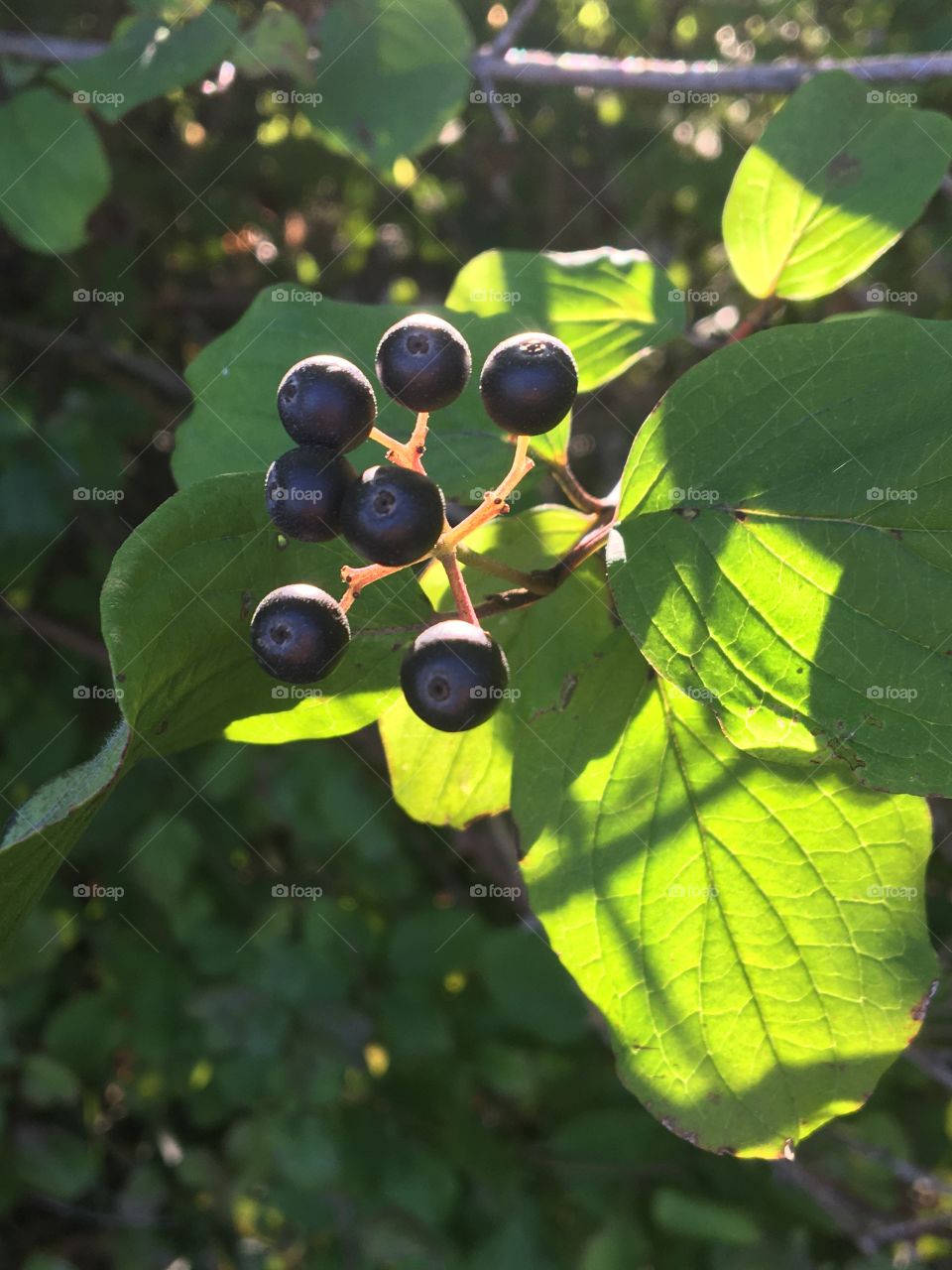 Black wild fruits in woods