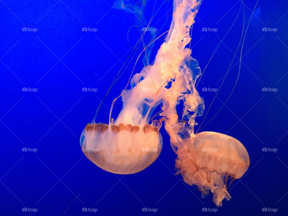 Jelly Fish