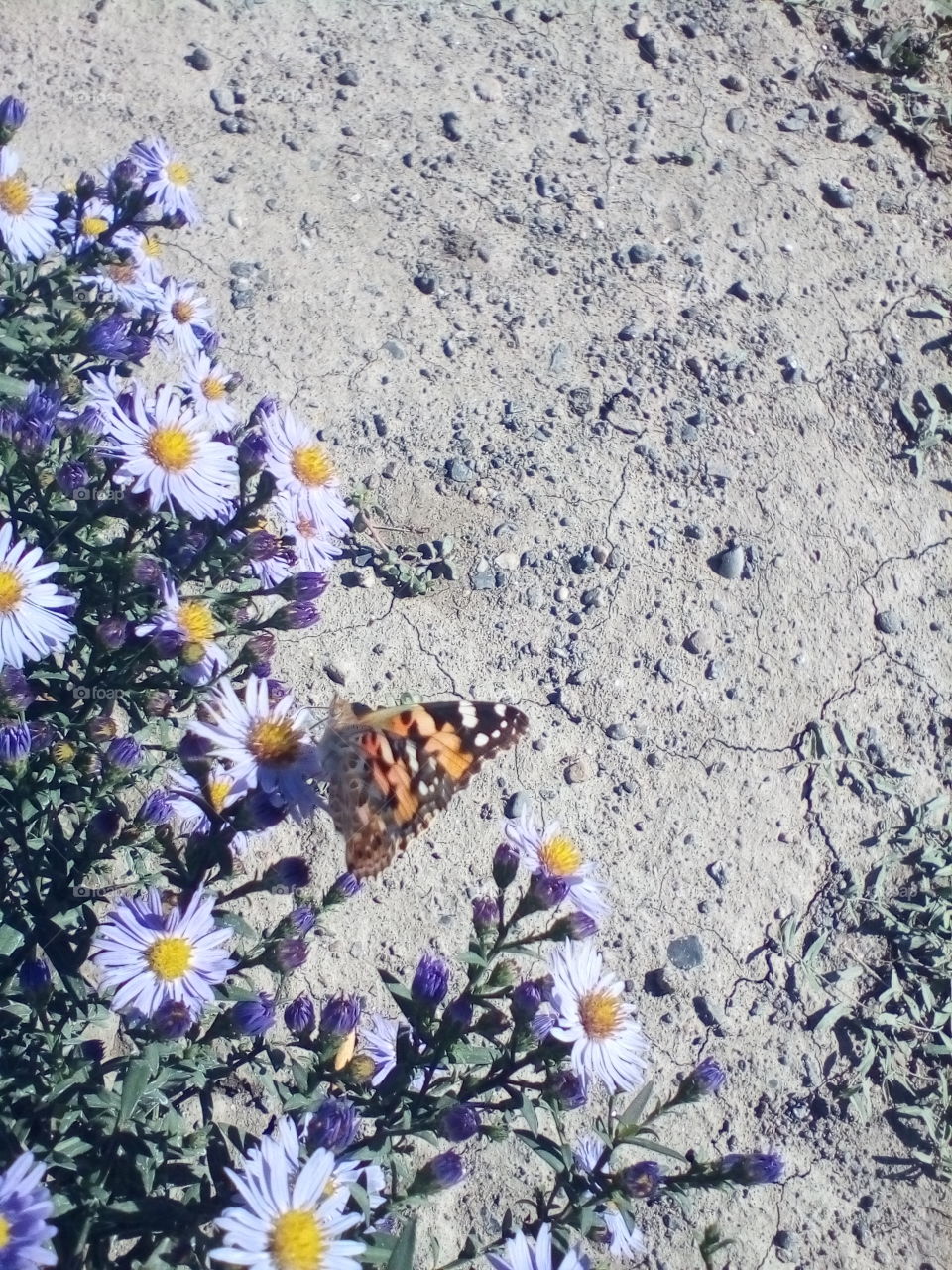 flowers and butterflies