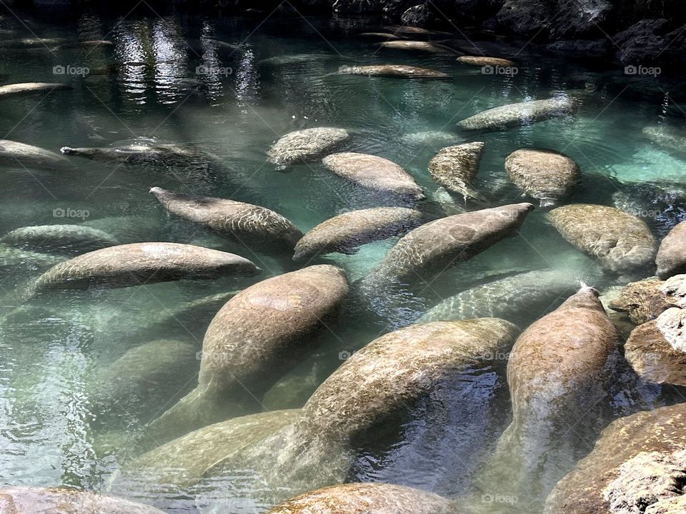 Manatees seeking the warmer waters of a spring during the colder winter months in Florida