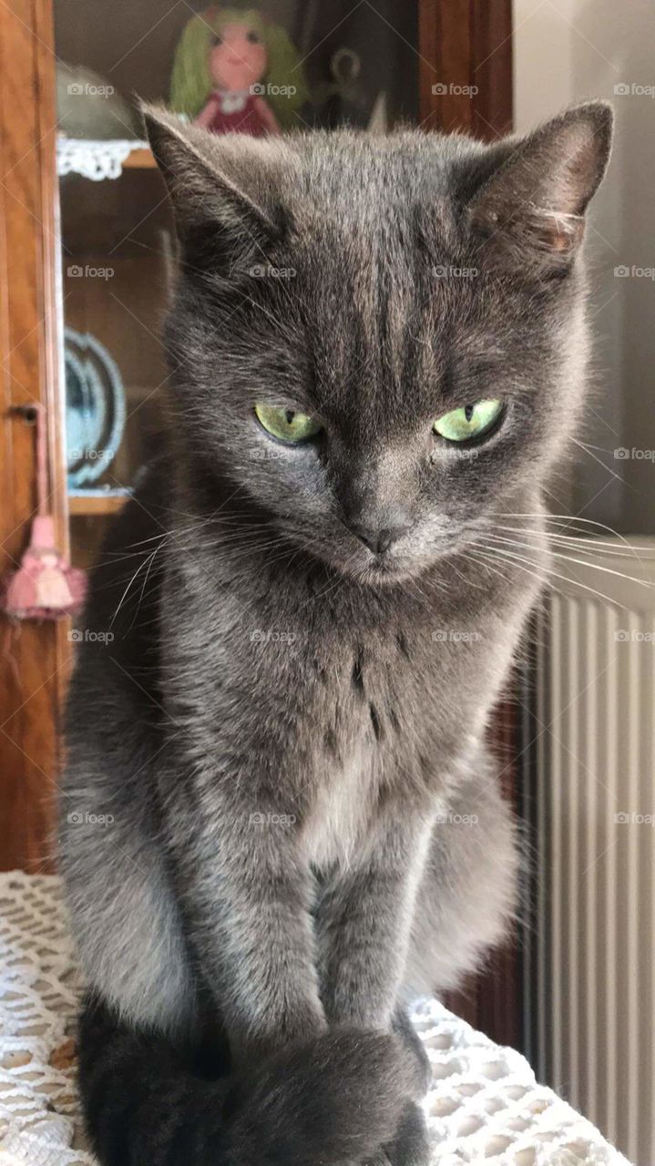 Beautiful British shorthair