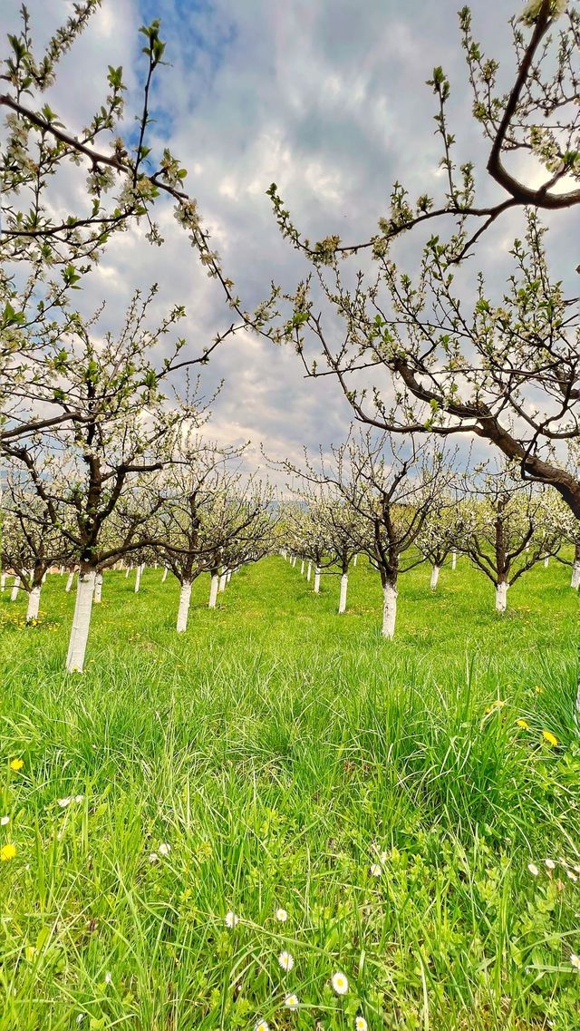 Orchard in bloom