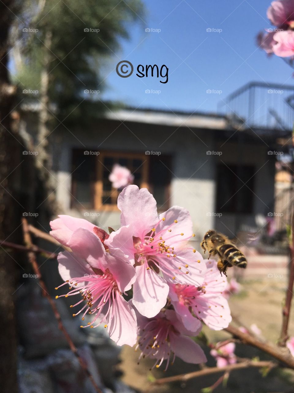 Peach blossom ! Honey bee at work 